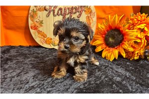 Dash - puppy for sale