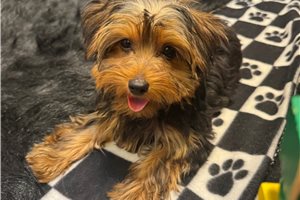 Aaron - puppy for sale