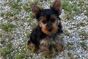 Michael - Yorkshire Terrier - Yorkie for sale