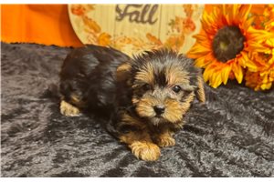 Delta - puppy for sale