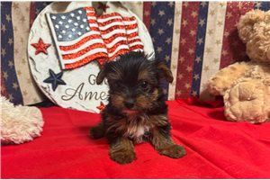 Merlin - puppy for sale