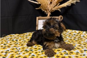 Moose - Yorkshire Terrier - Yorkie for sale