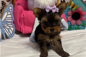 Gail - puppy for sale