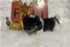 Scuttle - Shih Tzu for sale