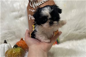 Shelby - Shih Tzu for sale