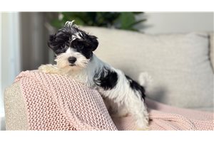 Faith - Biewer Terrier for sale