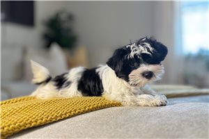 Freya - Biewer Terrier for sale