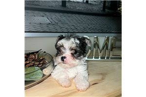 Barbara - puppy for sale