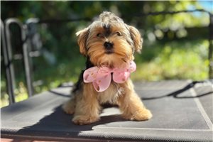 Grace - Yorkshire Terrier - Yorkie for sale