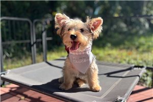 Griffin - Yorkshire Terrier - Yorkie for sale