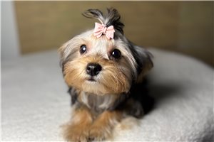Goldilocks - Yorkshire Terrier - Yorkie for sale
