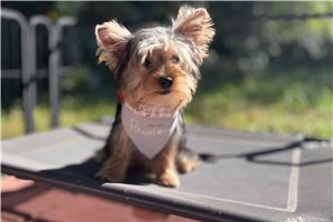 Gris - puppy for sale