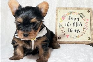 Kinsley - Yorkshire Terrier - Yorkie for sale