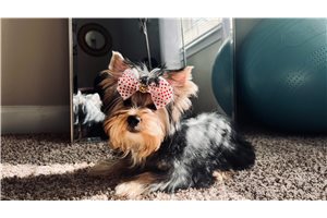 Carina - Yorkshire Terrier - Yorkie for sale