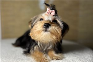 Goldilocks - Yorkshire Terrier - Yorkie for sale