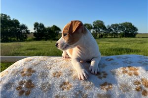 Nolan - Jack Russell Terrier for sale