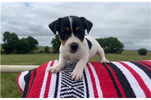 Emma - Jack Russell Terrier for sale