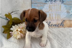 Sammy - Jack Russell Terrier for sale