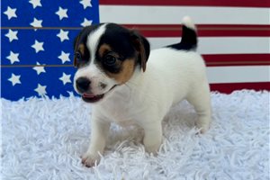 Sienna - Jack Russell Terrier for sale