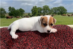 Echo - Jack Russell Terrier for sale