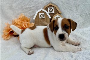 Sterling - Jack Russell Terrier for sale