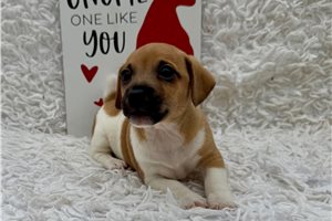 Rosie - puppy for sale