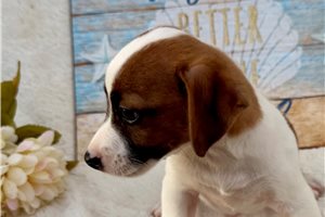 Shiloh - Jack Russell Terrier for sale