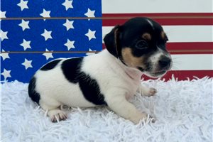 Simone - Jack Russell Terrier for sale