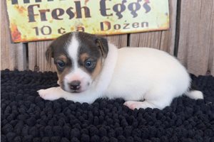 Sienna - Jack Russell Terrier for sale