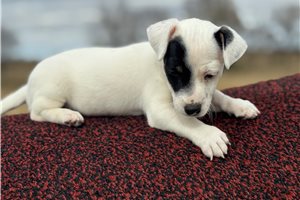 Lucy - Jack Russell Terrier for sale