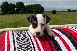 Easton - Jack Russell Terrier for sale