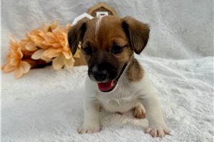 Sammy - puppy for sale