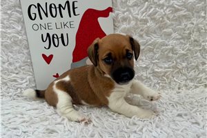 Rita - puppy for sale