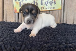 Simone - Jack Russell Terrier for sale