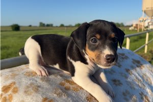 Nathan - Jack Russell Terrier for sale