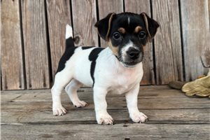 Simone - Jack Russell Terrier for sale