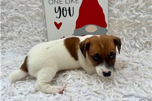 Randall - Jack Russell Terrier for sale