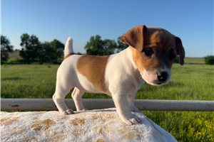 Nova - Jack Russell Terrier for sale