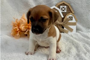 Sylvester - puppy for sale