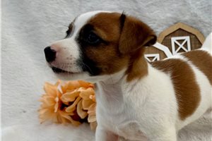 Shiloh - puppy for sale