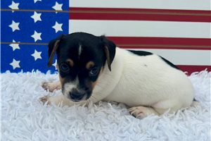 Simone - Jack Russell Terrier for sale