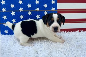 Stewie - Jack Russell Terrier for sale