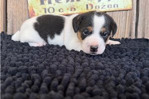 Stewie - Jack Russell Terrier for sale