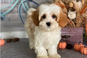 Cecile - Cavapoo for sale