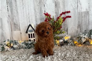 Vanessa - Cavapoo for sale