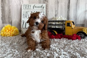 Conrad - Cavapoo for sale