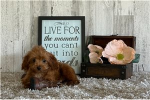 Osiris - puppy for sale