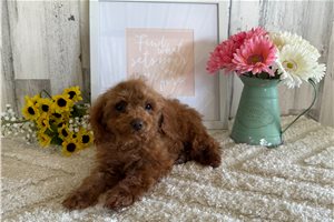 Olive - Cavapoo for sale