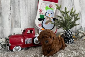 Victor - Cavapoo for sale