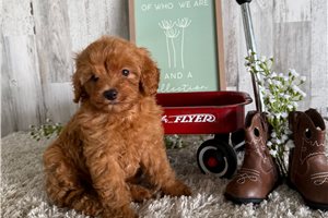 Odie - puppy for sale